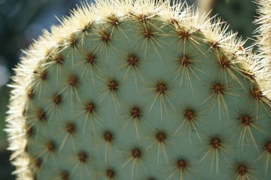 Dikenli kaktüsler. Tropik bitkiler, botanik çekim 