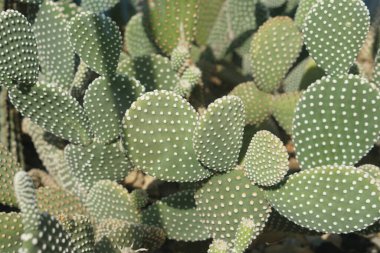 Dikenli tavşan kulaklı kaktüs