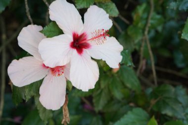 Yaygın Hibiscus çiçek yaprakları, botanik bitkisi