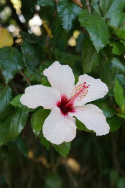 Yaygın Hibiscus çiçek yaprakları, botanik bitkisi