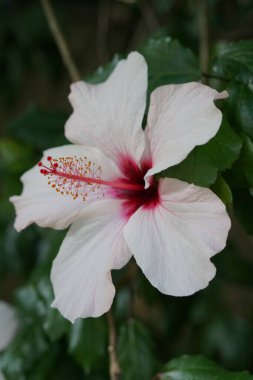 Yaygın Hibiscus çiçek yaprakları, botanik bitkisi