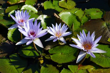 Gölet suyunda çiçek açan nilüfer çiçekleri. Nilüfer çiçeği 
