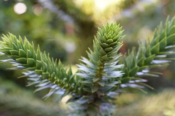 Green Norfolk Island Pine Tree Branches — Stock Photo, Image