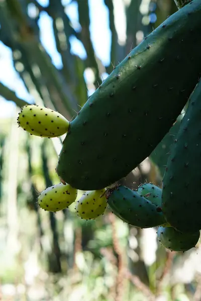 Cactus Dengan Duri Tanaman Tropis Tembakan Botani — Stok Foto