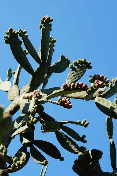 Cactuses Thorns Tropical Plants Botanical Shot — Stock Photo, Image