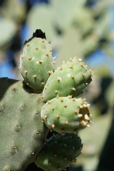 Cactus Dengan Duri Tanaman Tropis Tembakan Botani — Stok Foto