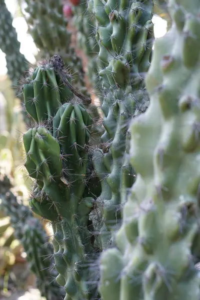 Cactus Con Espinas Plantas Tropicales Tiro Botánico — Foto de Stock