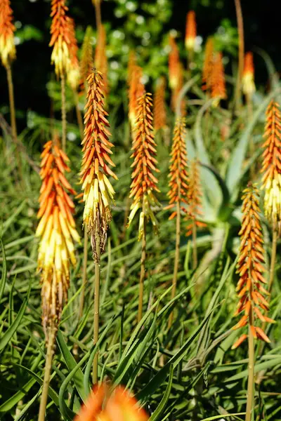Bright Red Hot Poker Variably Colored Bottlebrush Head Blooms — Stock Photo, Image