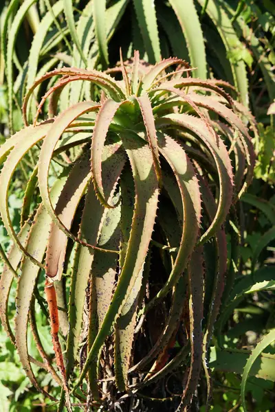 Perto Uma Fábrica Flora Botânica Aloe Vanbalenii — Fotografia de Stock