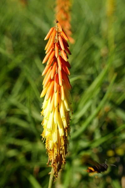 Bright Red Hot Poker Variably Colored Bottlebrush Head Blooms — Stock Photo, Image