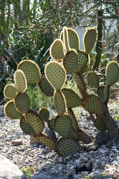 Hasenohren Kaktus Mit Dornen — Stockfoto