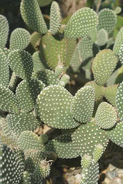 Hasenohren Kaktus Mit Dornen — Stockfoto