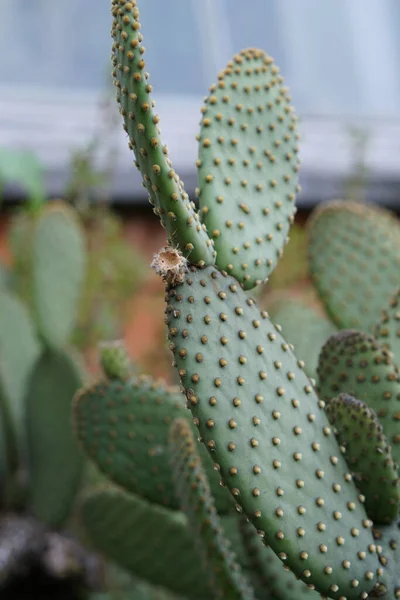 Kaktus Telinga Kelinci Dengan Duri — Stok Foto