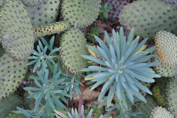 Nyuszifül Tövises Kaktusz — Stock Fotó