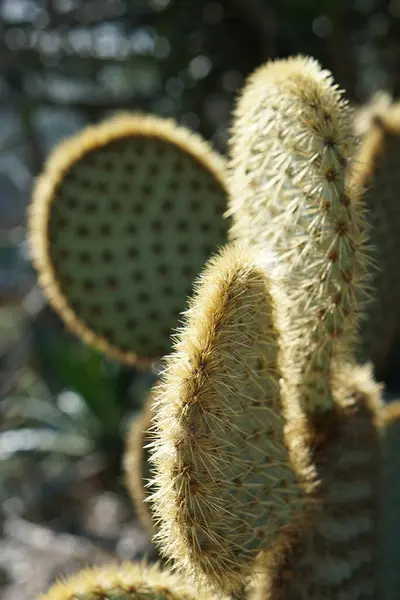 Kaktus Telinga Kelinci Dengan Duri — Stok Foto