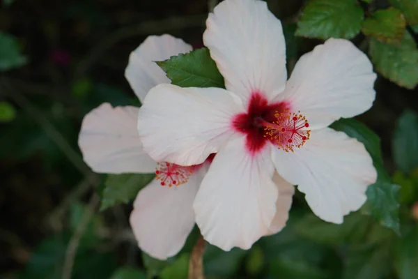 Květní Lístky Ibišku Botanická Rostlina — Stock fotografie