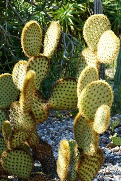 Cactus Con Espinas Plantas Tropicales Tiro Botánico —  Fotos de Stock