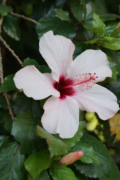 Common Bunga Hibiscus Kelopak Tanaman Botani — Stok Foto