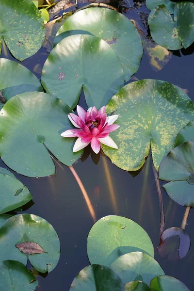 stock image blooming lotus flower in pond water. waterlily flora 