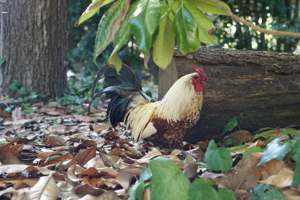 Rooster Outdoors Rhode Island Red Rooster — Stock Photo, Image