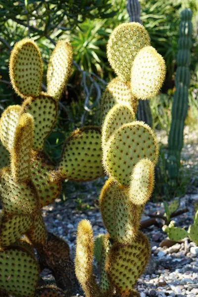 Nyuszifül Tövises Kaktusz Stock Fotó