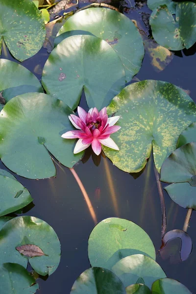 Цветущий Цветок Лотоса Пруду Водянистая Флора Стоковое Изображение