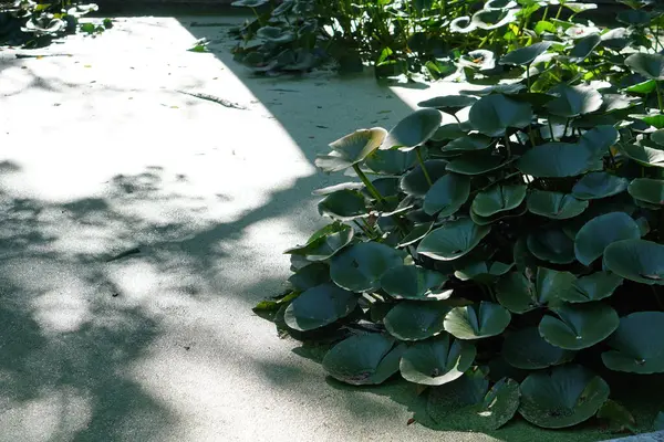 Lotus Leaves Pond Water Waterlily Flora Stock Image