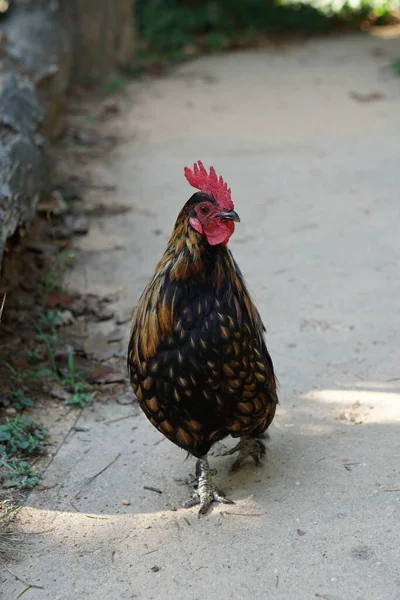 Hen Chicken Outdoors Farm Yard Bird Animal Stock Photo