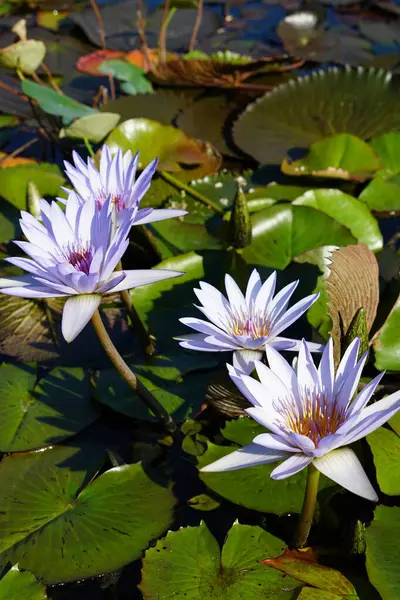 Blooming Lotus Flowers Pond Water Waterlily Flora Stock Image
