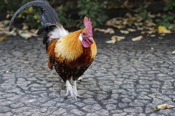 Ayam Jago Luar Rooster Merah Rhode Island Stok Gambar Bebas Royalti