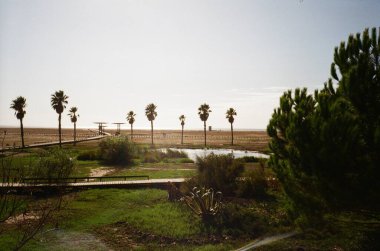 Figeira da Foz, Portekiz 'de palmiye ağaçları olan bir plaj. film fotoğrafı