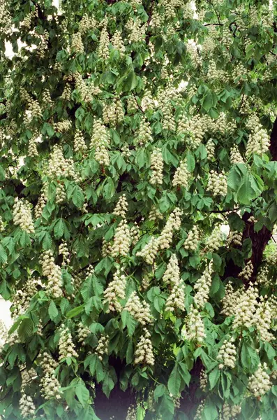 Frühlingsbaum Kiew Grüne Blätter Weiße Blüten Stockbild