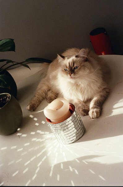 Fluffy White Cat Table 35Mm Film Photo Stock Image