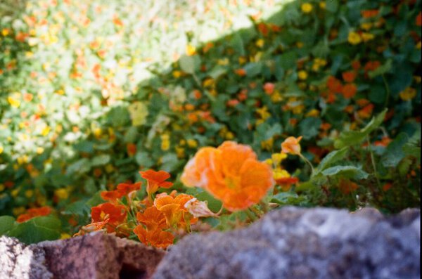 Red Orange Flowers Garden Royalty Free Stock Photos