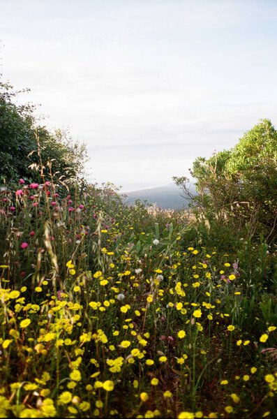 Beautiful Flowers Mountains Summer Meadow Royalty Free Stock Images