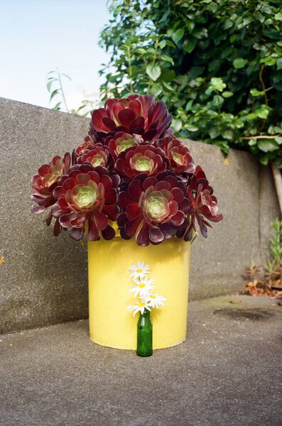 Beautiful Botanical Shot Plant Yellow Pot Stock Image
