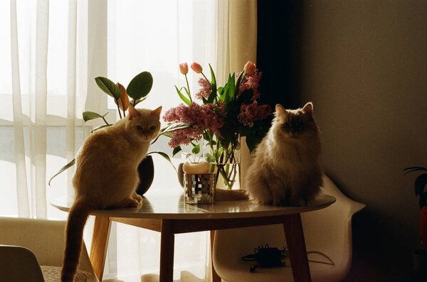 Cats Table Flowers 35Mm Film Photo Royalty Free Stock Photos