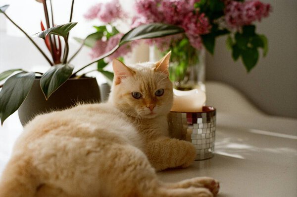 Cat Table 35Mm Film Photo Stock Photo