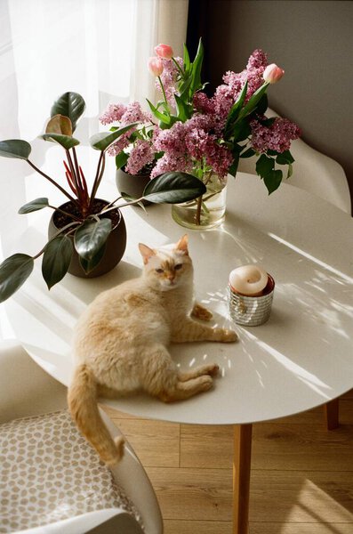 Cat Table 35Mm Film Photo Stock Photo