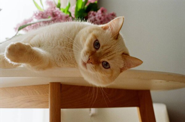 Cat Table 35Mm Film Photo Stock Picture