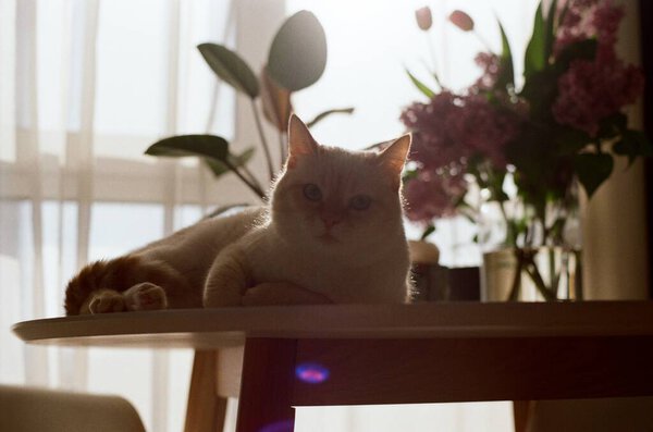 Cat Table 35Mm Film Photo Royalty Free Stock Photos