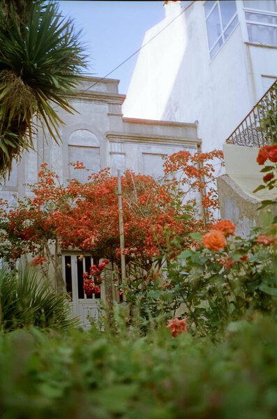 White Old House Garden Summer Red Flowers Blossom Bush Stock Image