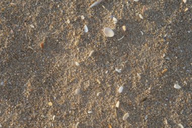 Deniz kabukları olan kumlu sahil, kopyalama alanı arka planı