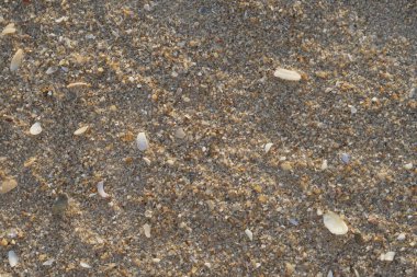 Deniz kabukları olan kumlu sahil, kopyalama alanı arka planı