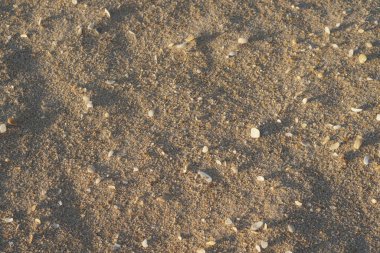 Deniz kabukları olan kumlu sahil, kopyalama alanı arka planı