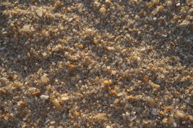 Deniz kabukları olan kumlu sahil, kopyalama alanı arka planı