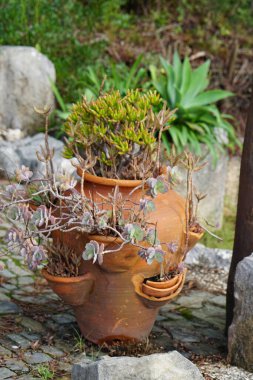 Güzel botanik çekimi, sulu bitkiler. 