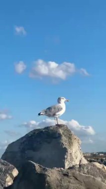 Doğadaki güzel Seagul kuşunun manzarası