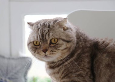 Sevimli bir İskoç kedisinin portresi