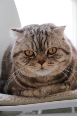 Sevimli bir İskoç kedisinin portresi